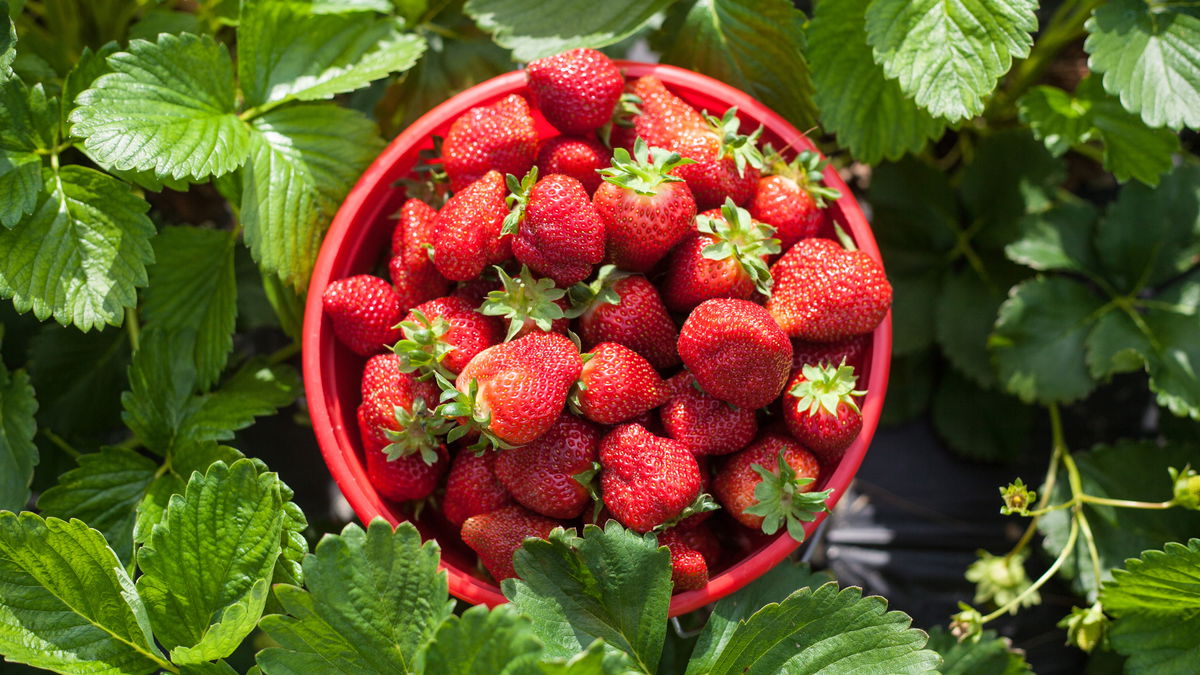 Fruit and vegetable seasonal calendar: What local produce can I get in June?