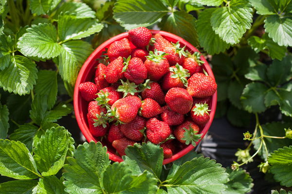 Fruit and vegetable seasonal calendar: What local produce can I get in June?