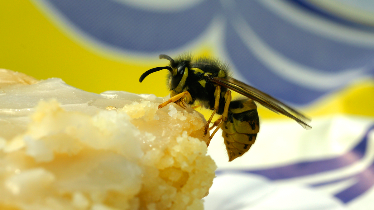 Les insectes agaçants : Comment se débarrasser des guêpes, moustiques & Co.