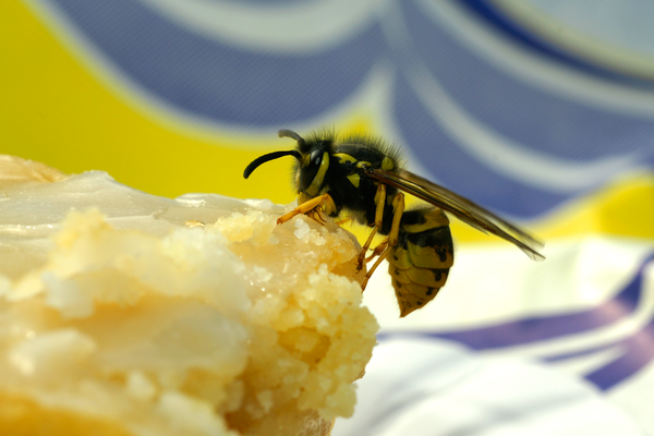Annoying insects: How to get rid of wasps, mosquitoes & co.