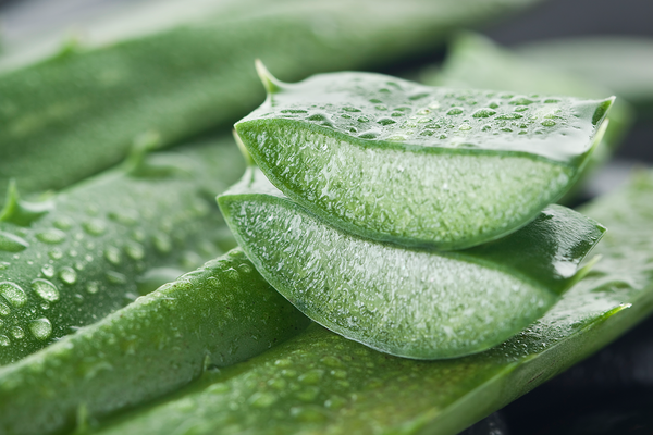 Aloe vera: the miracle cure for the skin