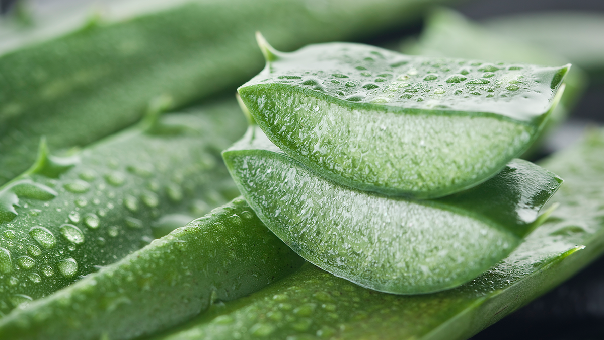 Aloe vera: the miracle cure for the skin