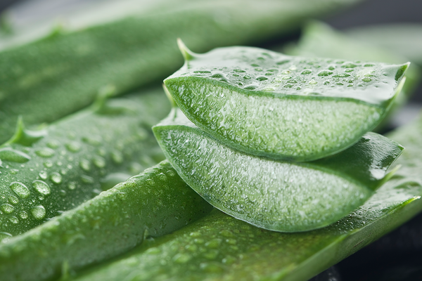 Aloe vera: Cilt için mucize tedavi