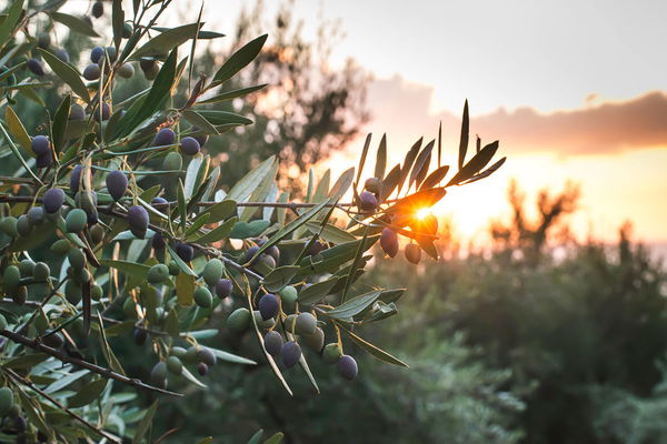 We love olives: Interesting facts and delicious olive recipes
