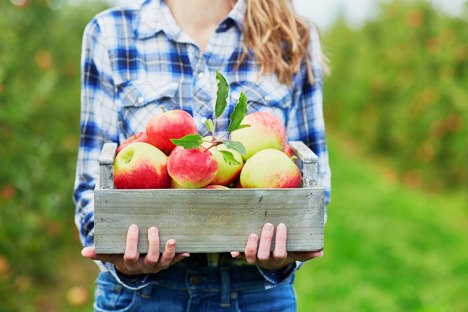 Zdrowe i smaczne: odmiany jabłek w skrócie