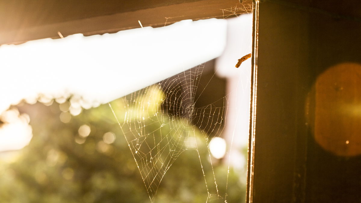 Yikes! How do I get rid of spiders in the house?