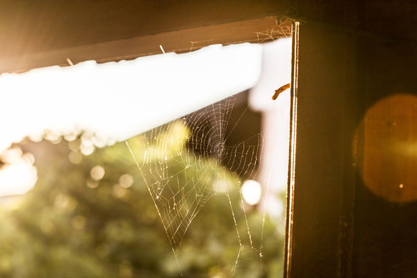 Yikes! How do I get rid of spiders in the house?