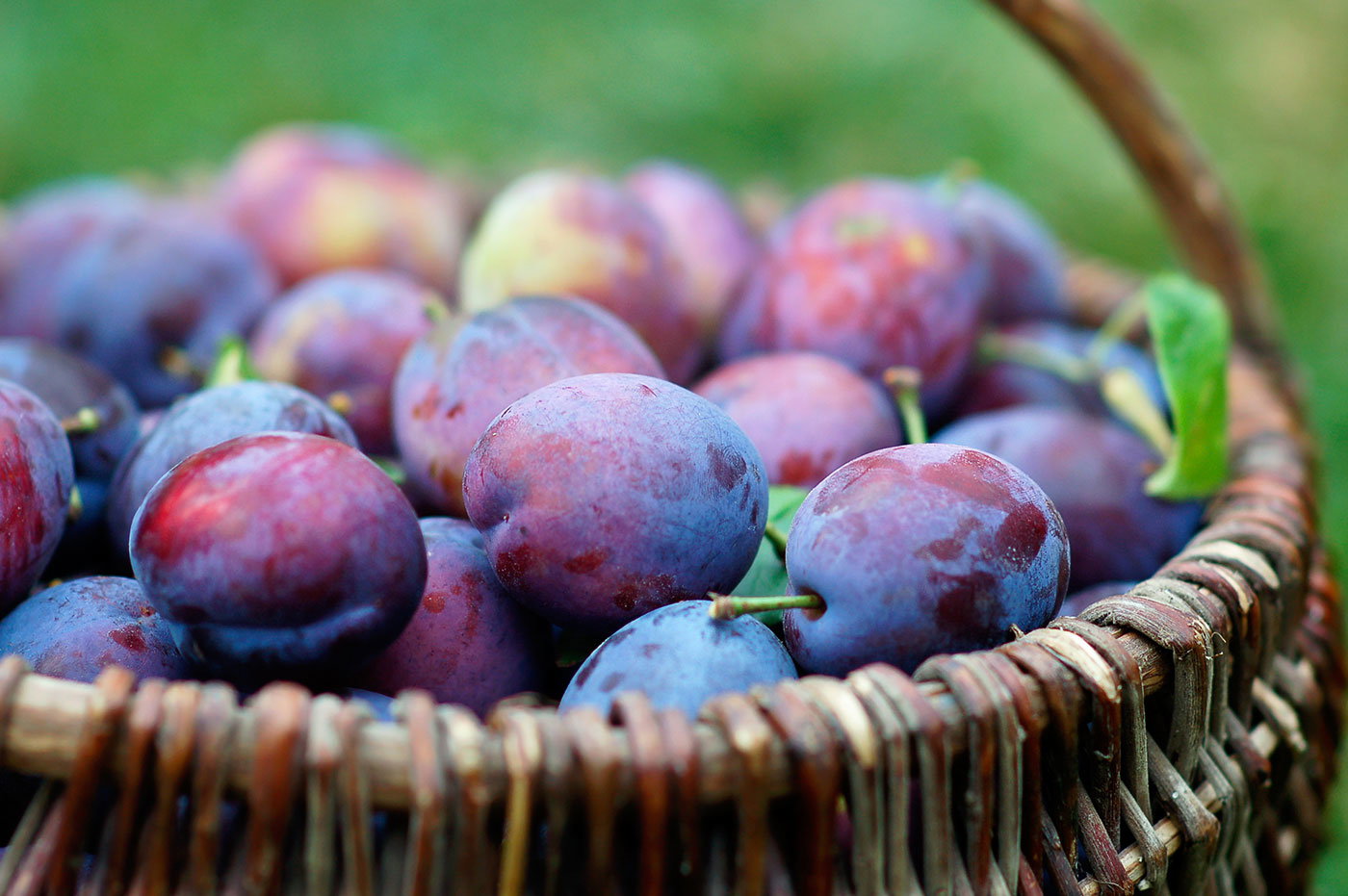Why plums are healthy - and delicious