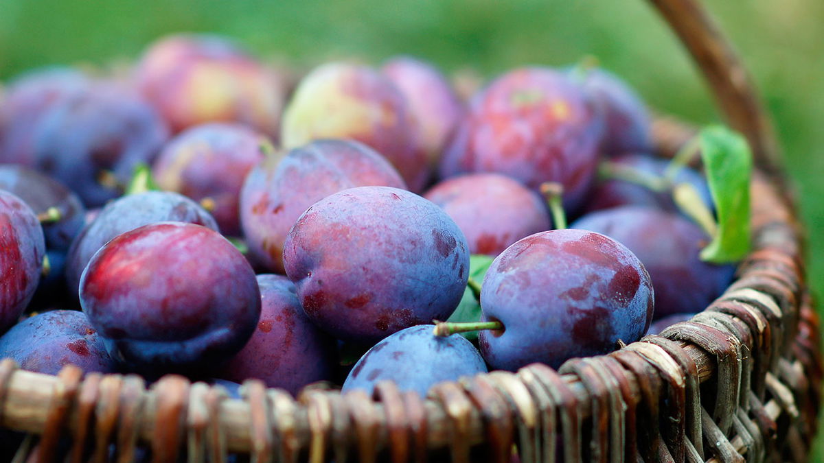 Voilà pourquoi les prunes sont saines - et délicieuses