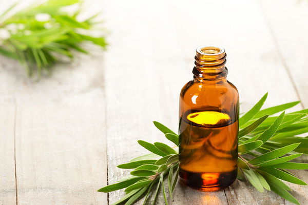 Huile de théier : effet et utilisation de la plante miracle