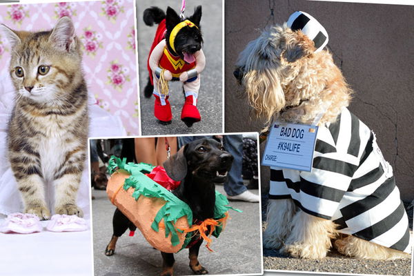 Halloween en animaux : les costumes les plus amusants pour les quadrupèdes