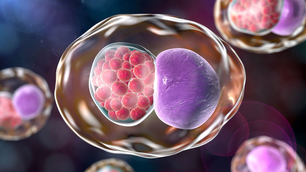 Chlamydia : transmission, symptômes et traitement