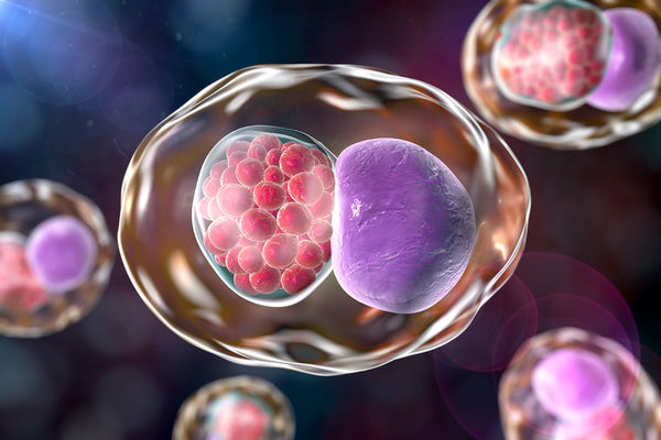 Chlamydia : transmission, symptômes et traitement