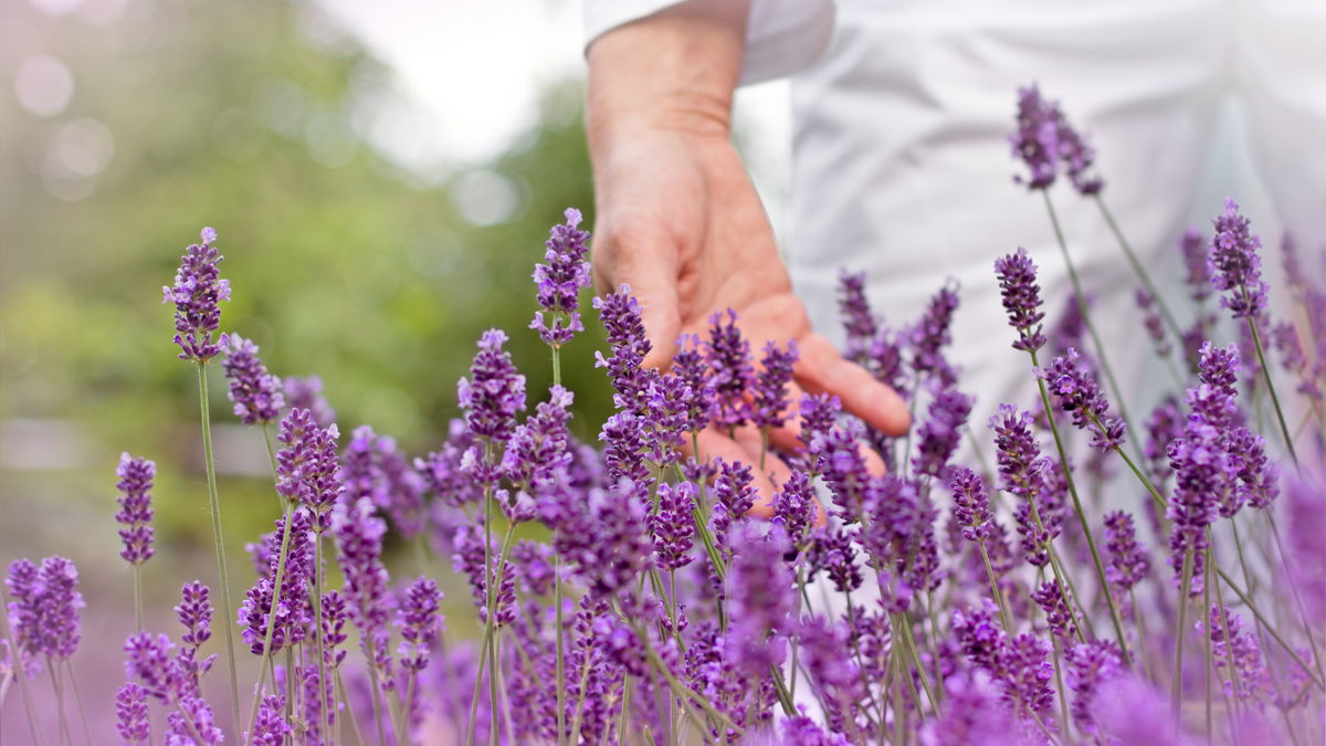 Trick 17: What lavender can do