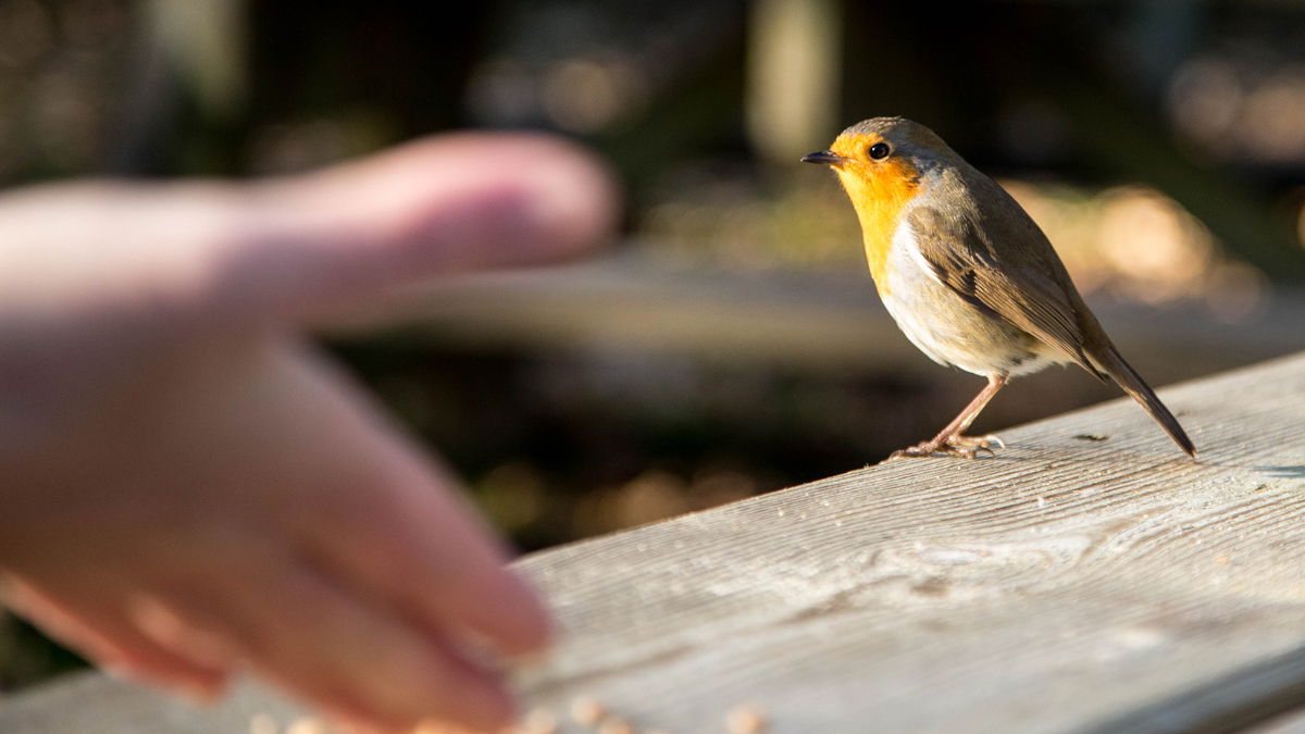 Vögel richtig füttern: Darauf kommt es im Winter an