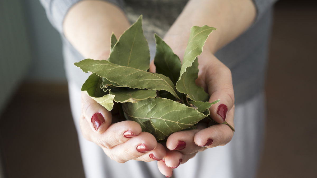 Le grand horoscope des herbes médicinales pour 2018