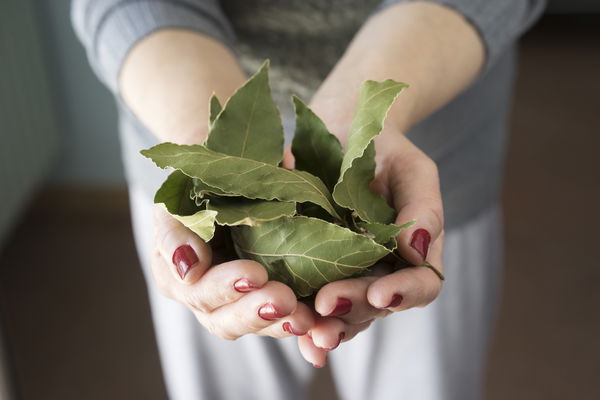Le grand horoscope des herbes médicinales pour 2018