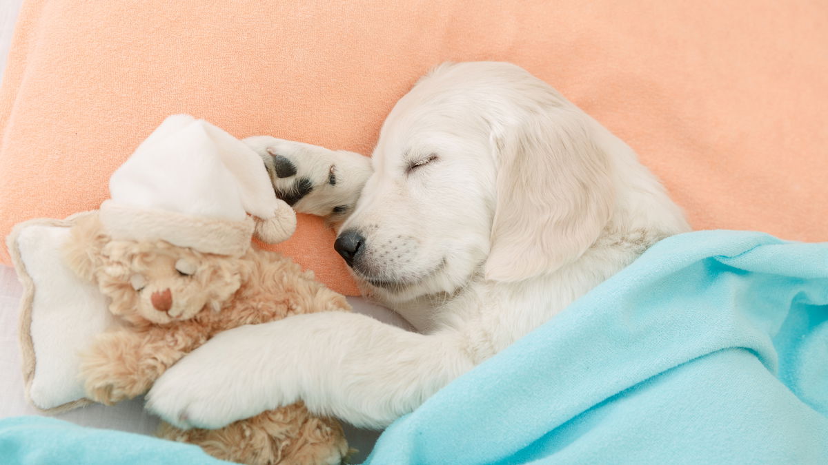 İhtiyaç sahibi köpek patileri: Köpeğiniz yaralandığında ne yapmalısınız?