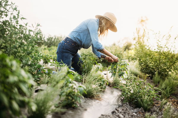 La grande pharmacie du printemps : des remèdes doux issus de la nature