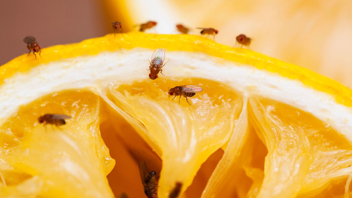 Combattre les mouches des fruits : les meilleurs remèdes maison