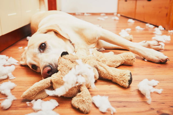Dog liability insurance for Bello