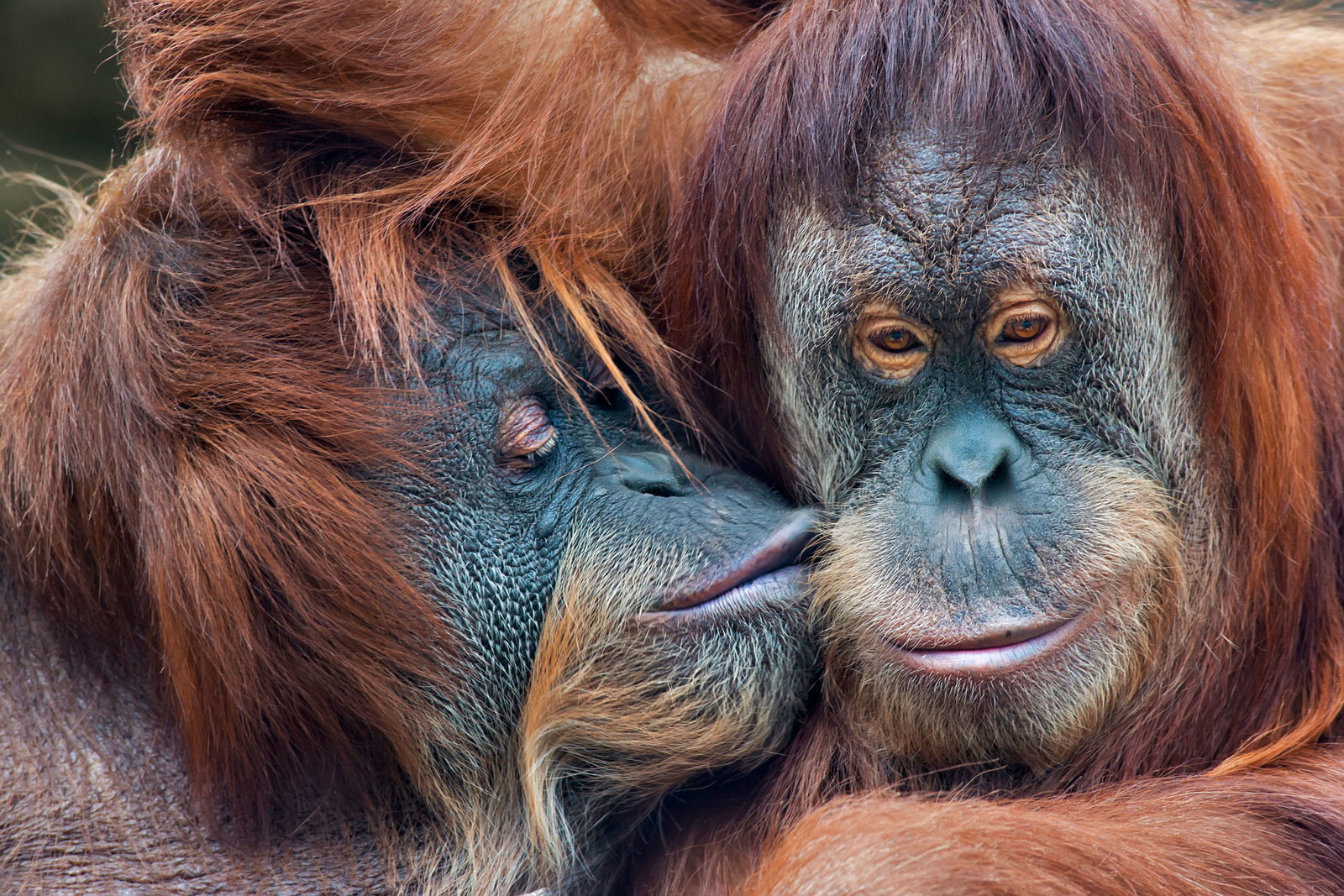 International Kissing Day: Tender kisses from the animal kingdom