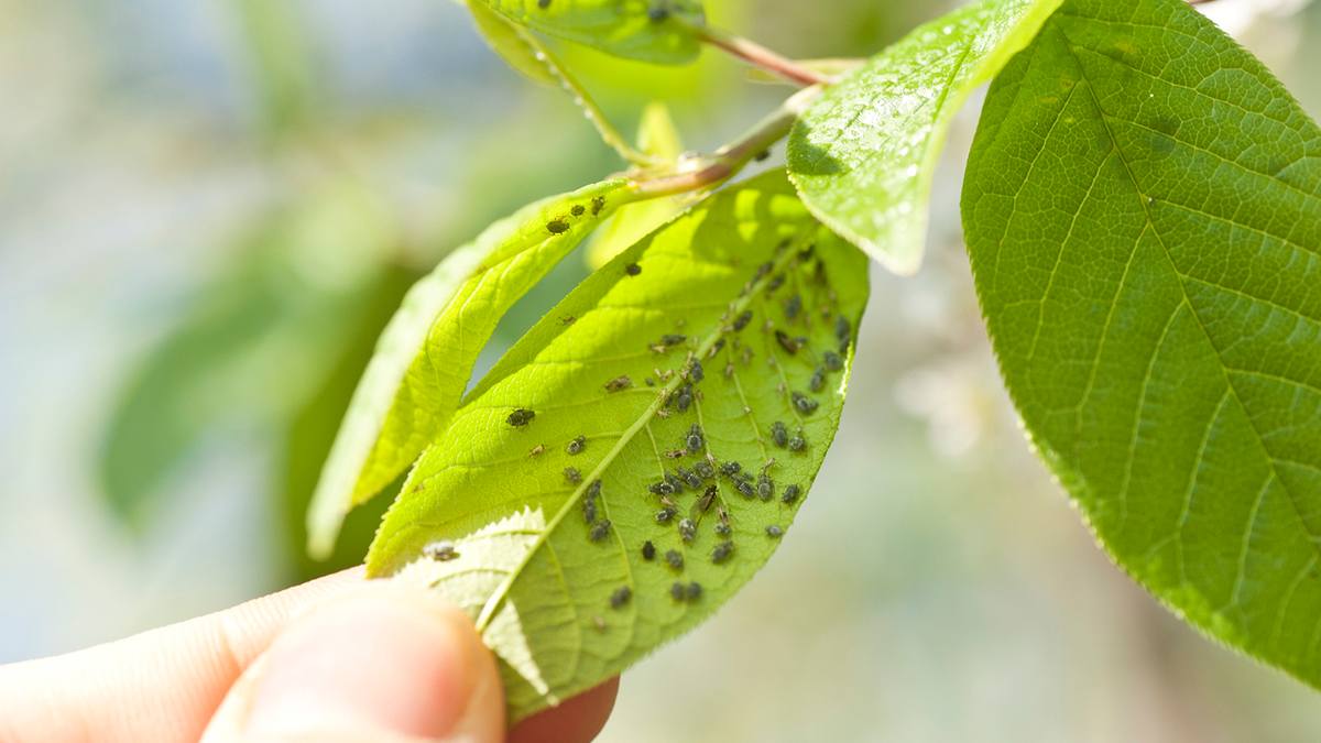 Home remedies for aphids: Which remedies really help