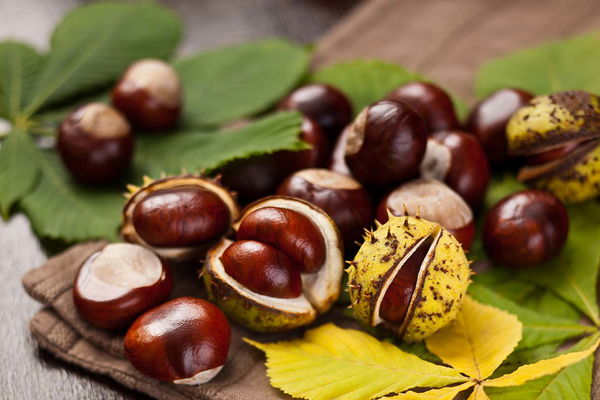 Kestaneden temizlik maddesi yapımı