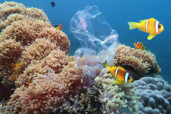 Nachhaltigkeit im Alltag: Wie Sie ganz persönlich die Umwelt retten können