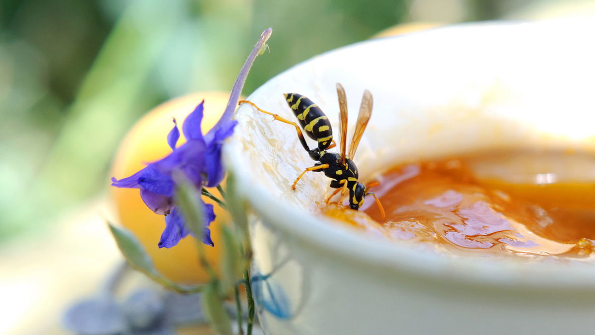Drive wasps away with household remedies