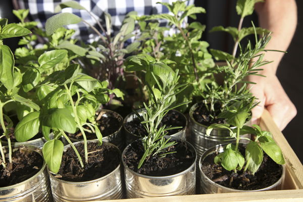 Do It Yourself: Build your own herb rack