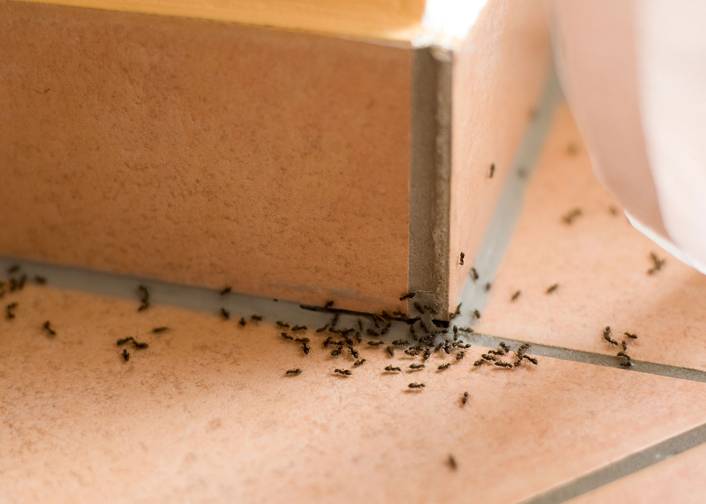Combattre les fourmis : comment s'en débarrasser