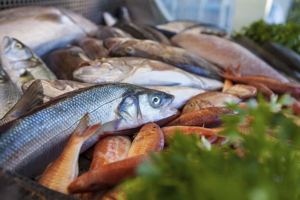 Fresh fish: these are the quality features
