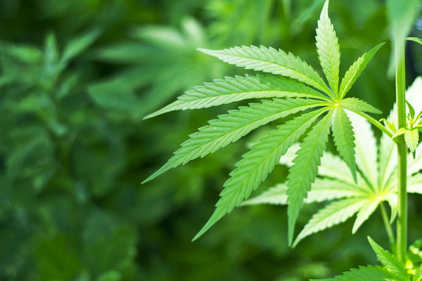 Cannabis sur ordonnance : quand la caisse-maladie paie-t-elle ?