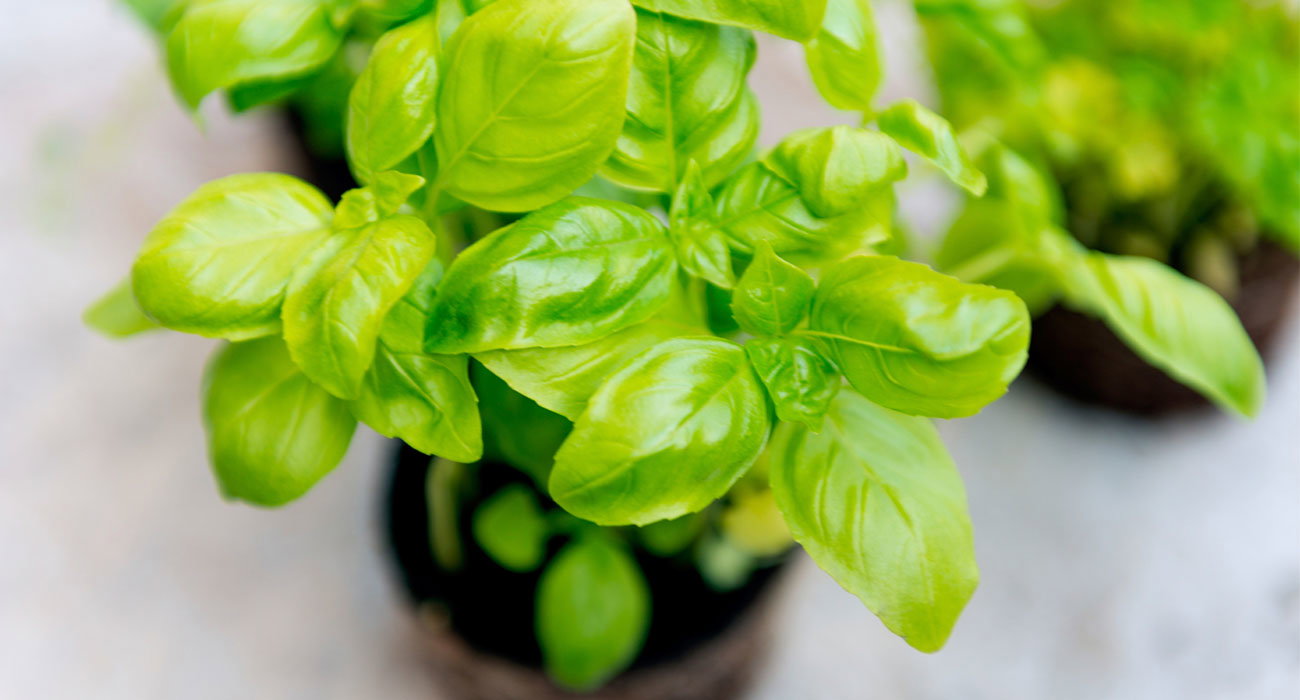 Planting herbs: it's that easy