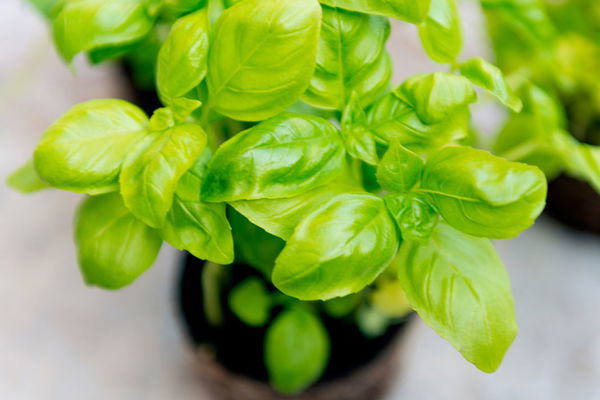 Planter des herbes aromatiques : c'est aussi simple que ça