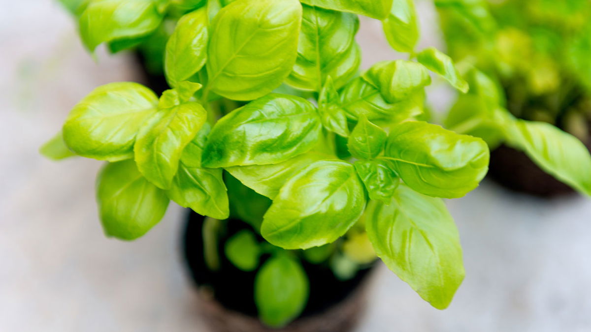Planting herbs: it's that easy