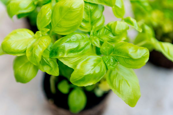 Planter des herbes aromatiques : c'est aussi simple que ça