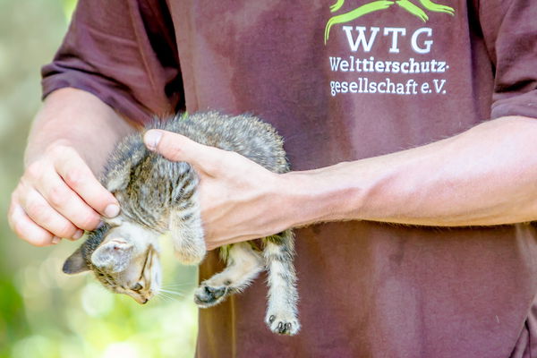Quand la Corona se fait au détriment des animaux : aide d'urgence pour les plus vulnérables