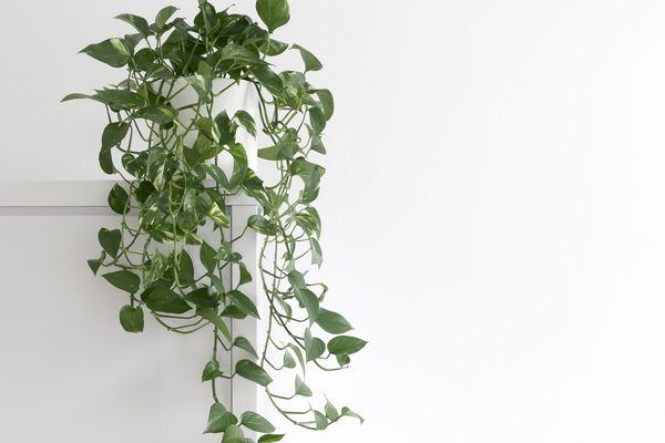 For restful nights: the best plants for the bedroom