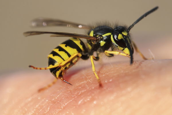 Qu'est-ce qui m'a piqué ? Attribuer les piqûres d'insectes