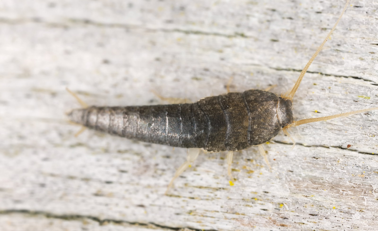 Get rid of silverfish: These 5 home remedies work effectively