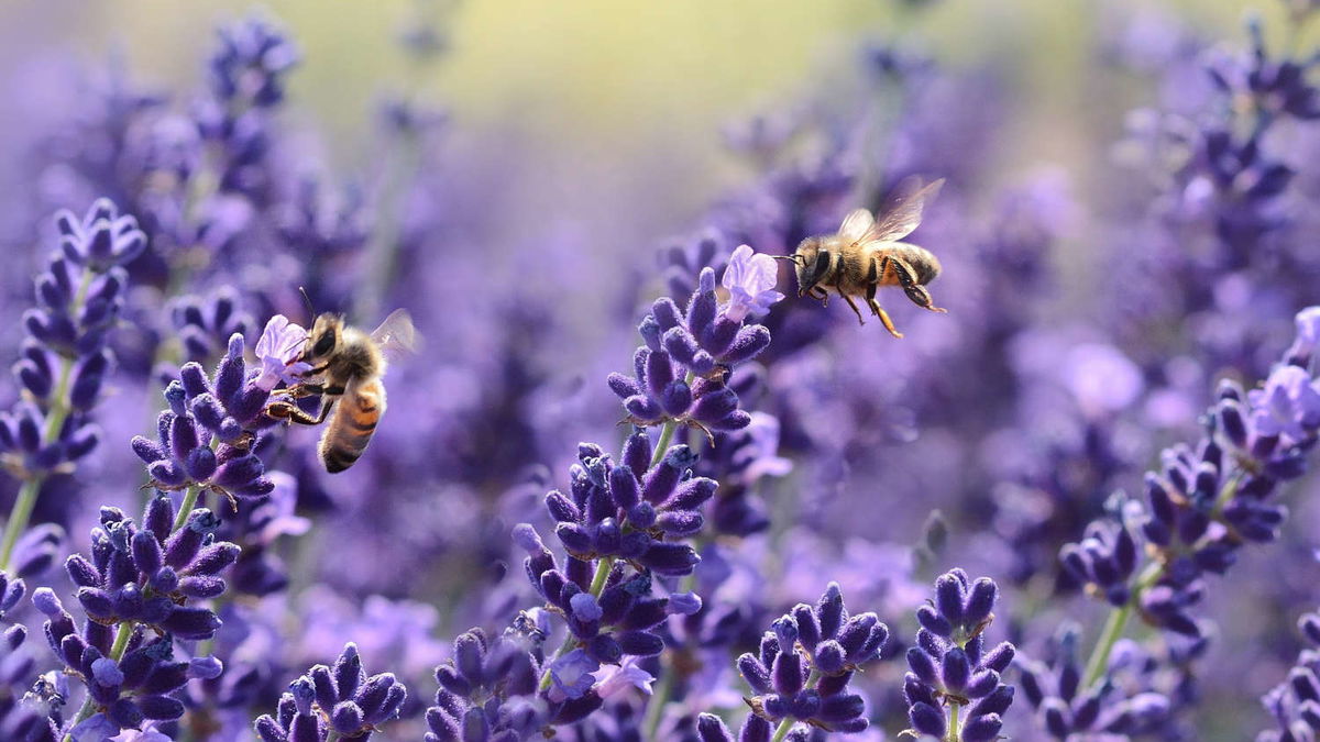 Bivenlige planter: Dette er de bedste blomster til haven og altanen