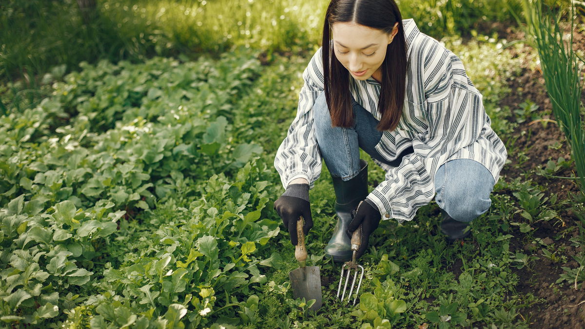 Vi kan plante disse 4 planter i maj