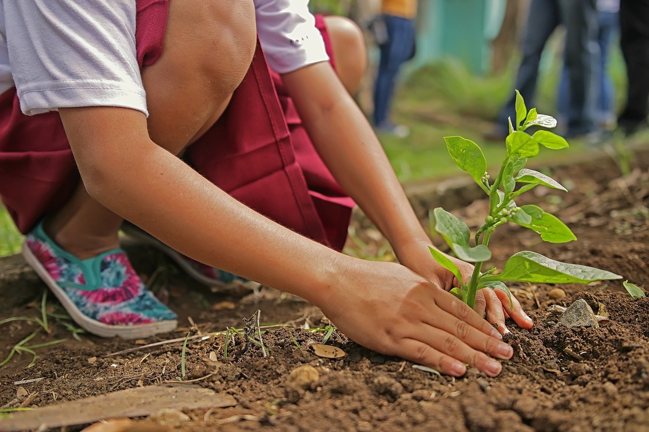 Planting vegetables: 4 mistakes that everyone really makes