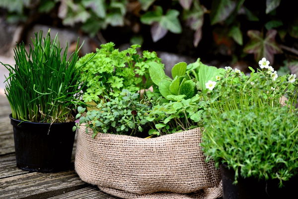 3 herbes aromatiques que vous pouvez parfaitement planter sur votre balcon