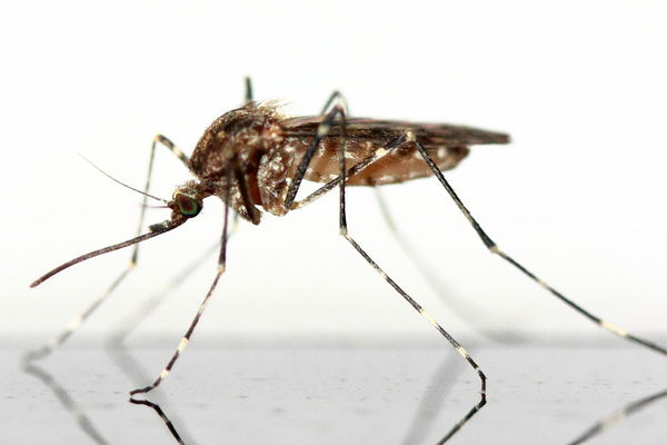 Sivrisinekleri kovun: Bu 6 ev ilacının işe yarayacağı garanti