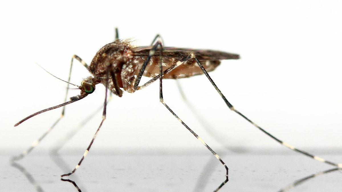 Repel mosquitoes: These 6 home remedies are guaranteed to work