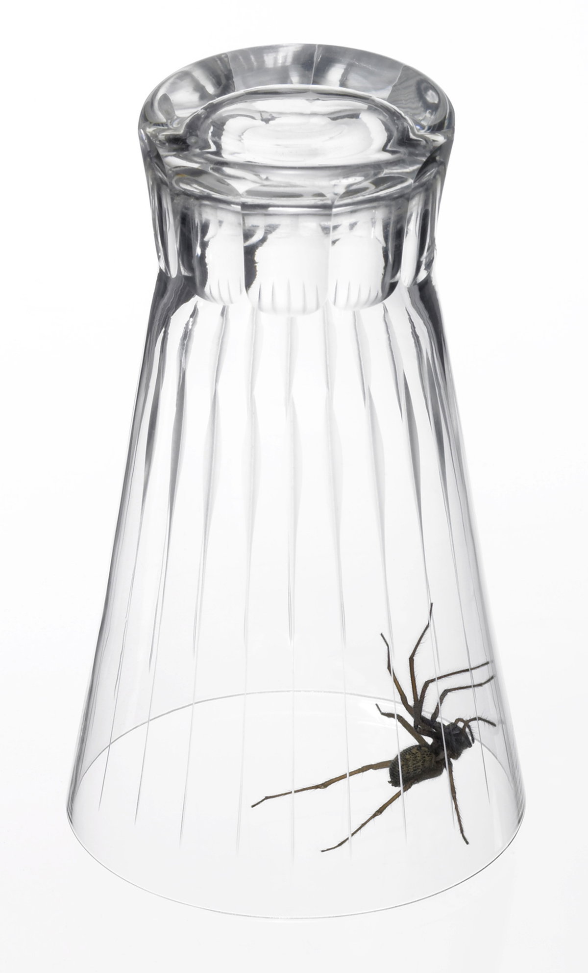Spinnen lassen sich ganz einfach in einem Glas einfangen
