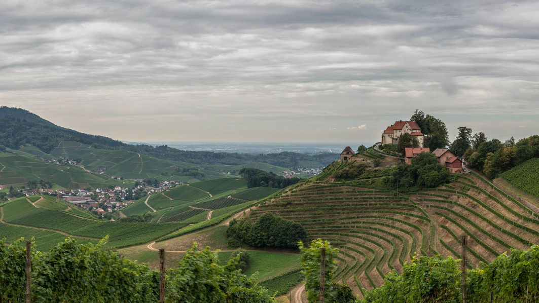 Event tips from the vinoa experts: Wine events in May